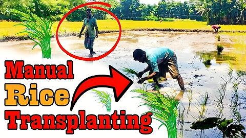 Rice Cultivation | Manual Rice Transplanting Video by Notun Luxury