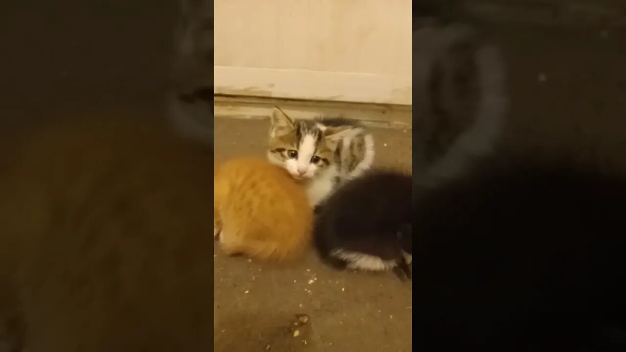 Baby Kitties Out In Full Prowl Mode Tonight