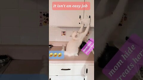 🐱#cute Liza 🥰🥰wants treats😻😽