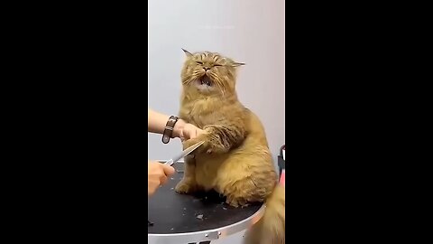 Cats cutting nails video 2