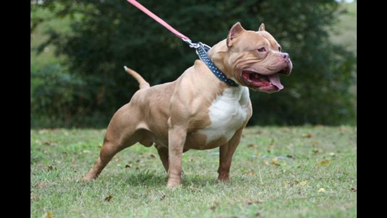 Do you want to know how to make Dog Become Fully Aggressive with tricks?