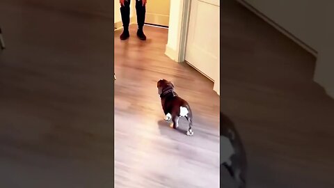 Funny dogs