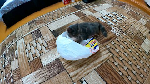 Funny cat loves to play with the package 😸