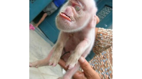 Human Pig Hybrids ! 2017