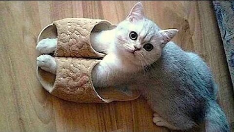 Best Animals 🔴 2 Minutes of Funny Cats and Dogs Videos 2022! #16