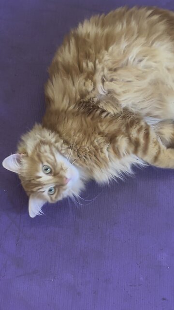 #mainecoon #gingercats #kot #neko #gato