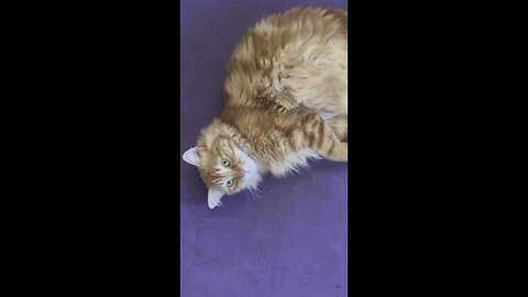 #mainecoon #gingercats #kot #neko #gato