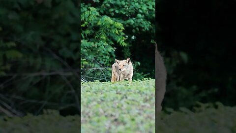 Its been a good Summer for Predator Control! #coyotehunting #hunting