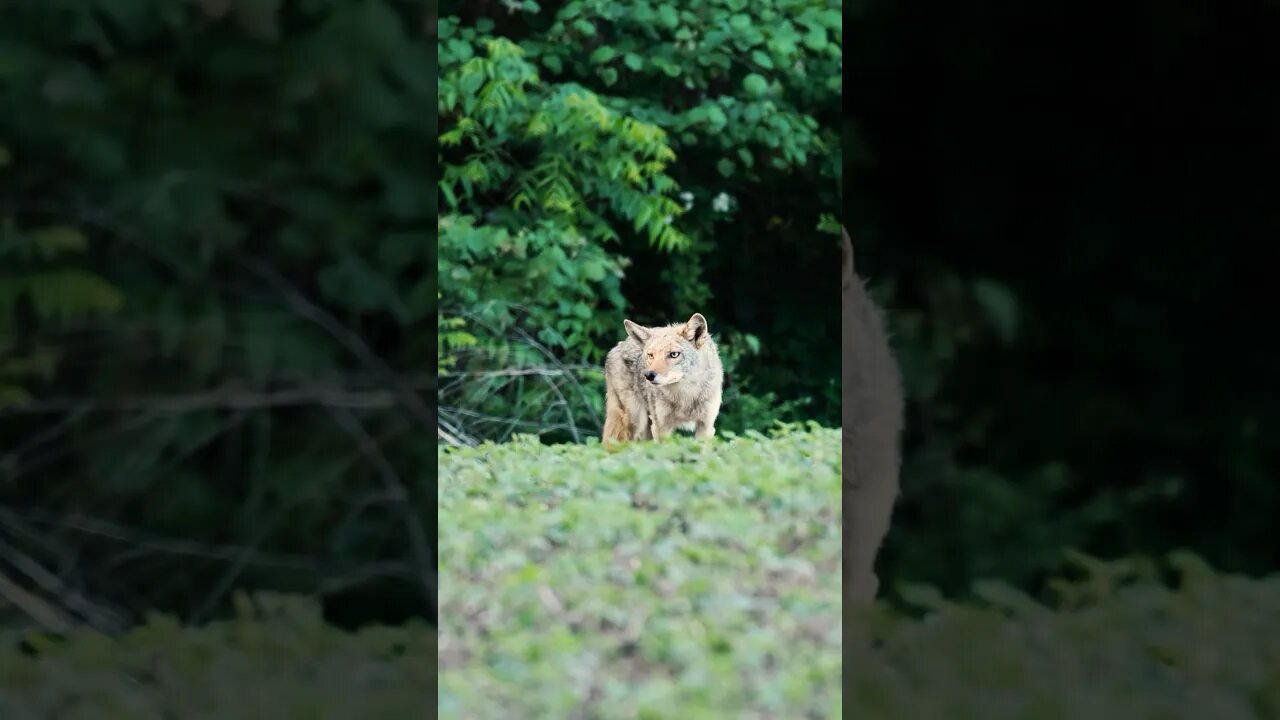 Its been a good Summer for Predator Control! #coyotehunting #hunting