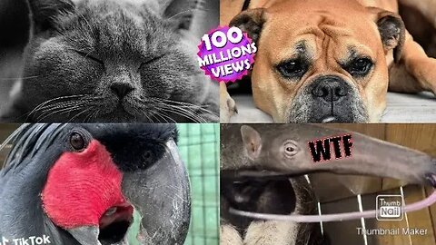 cute animalfunny animal videos