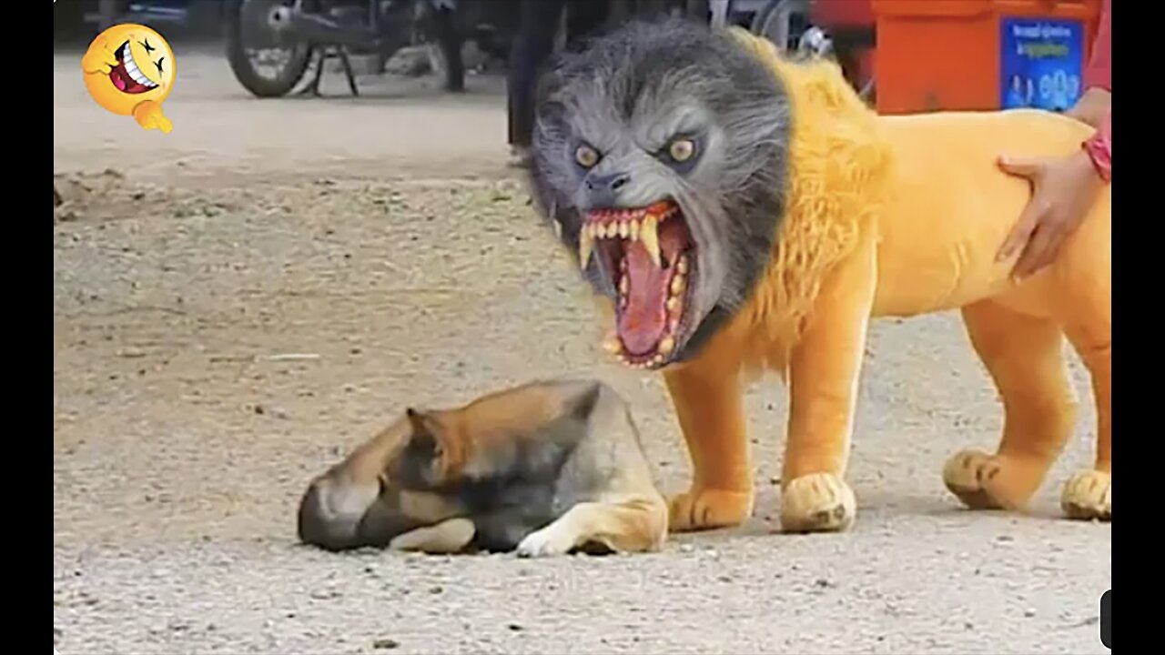 Troll Prank Dog Funny & fake Lion and Fake Tiger 😂