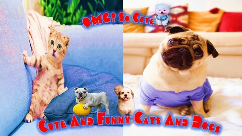 Cute and Funny Cats Try not to Laugh | Cats Dogs Adorable Stunning and Funny Videos | new vedio
