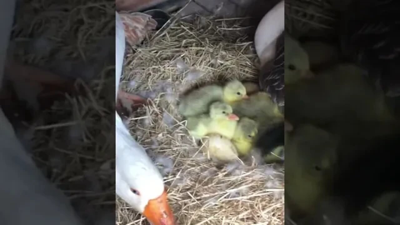 6 gosling and 3 more hatching