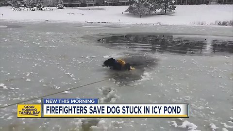 Colorado firefighters save dog stuck in icy pond