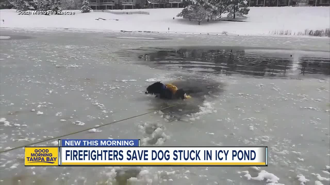 Colorado firefighters save dog stuck in icy pond