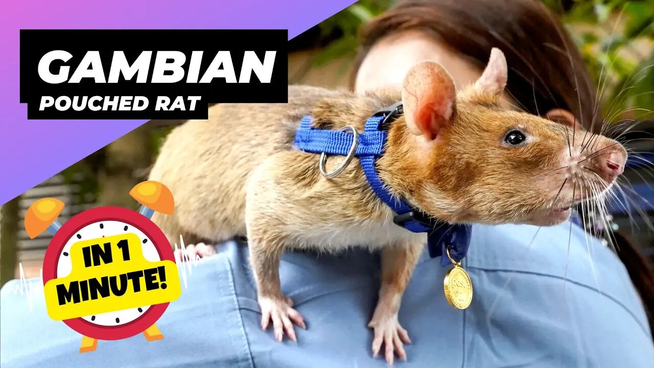 Gambian Pouched Rat - In 1 Minute! 🐀 Tiny Landmine Detectives! | 1 Minute Animals