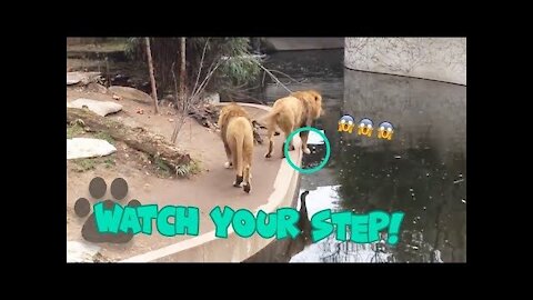 Lion Falls into the Bond!