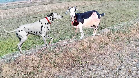 बकरी के पास कहाँ से आ गया एक खुंखार कुत्ता❗My Daily Vlog❗Rajeev Kumar Vlogs