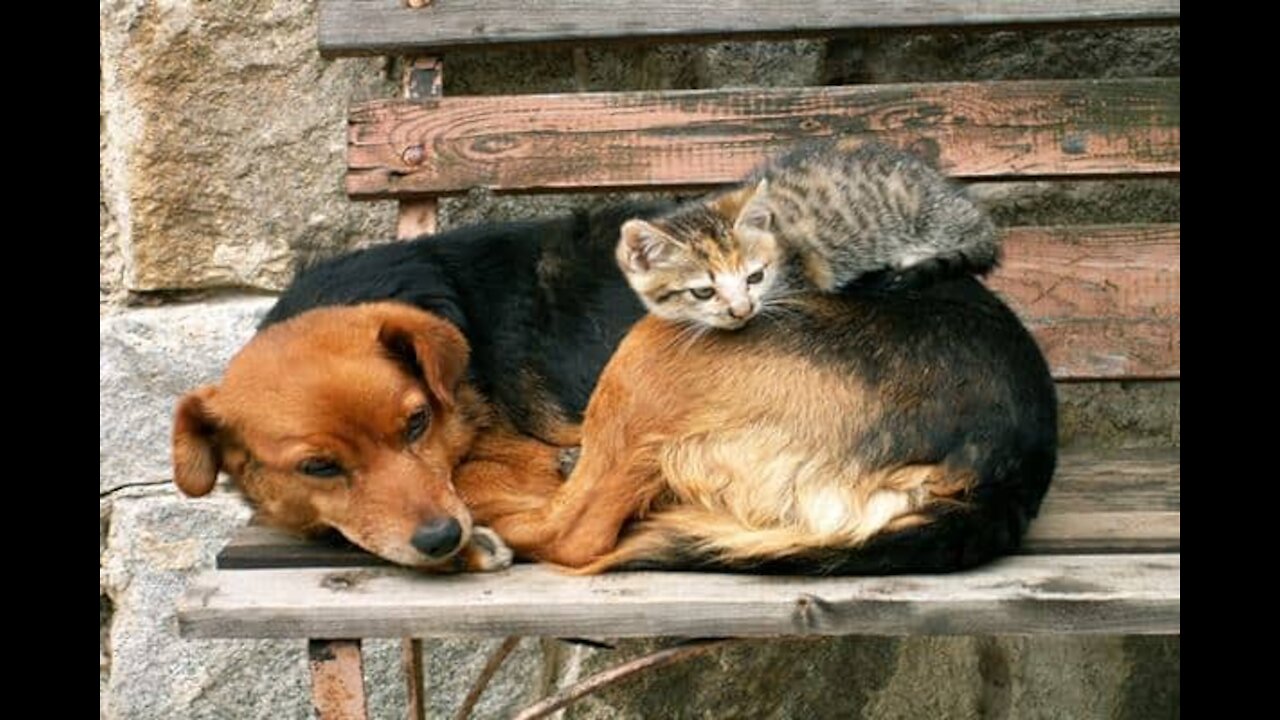 Cats and dogs do amazing things