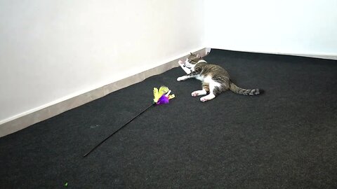 Cat Is Bored of His Toy