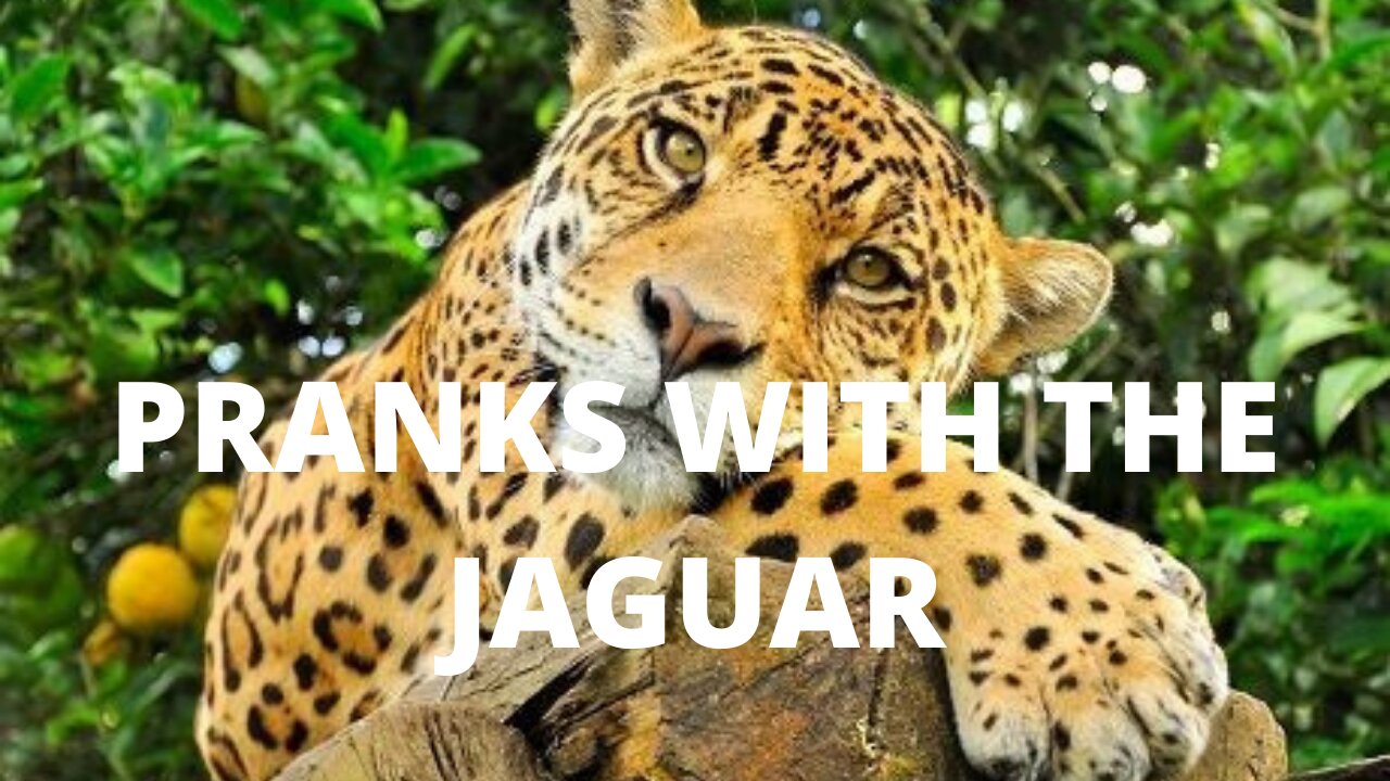 Prants with the jaguar