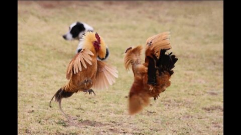 Chicken Fight!!!... Very Funny😂😂