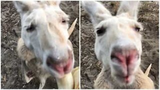 Este raro canguru albino adora bananas