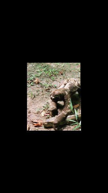 Sloth Crosses Path Of Giant Anaconda