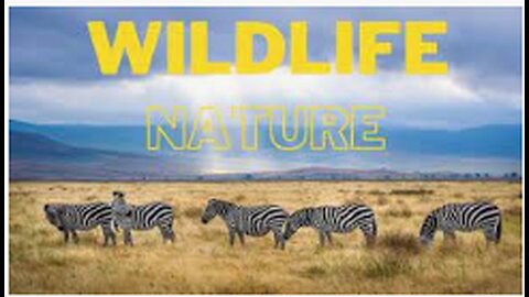 Wildlife Animals in jungle