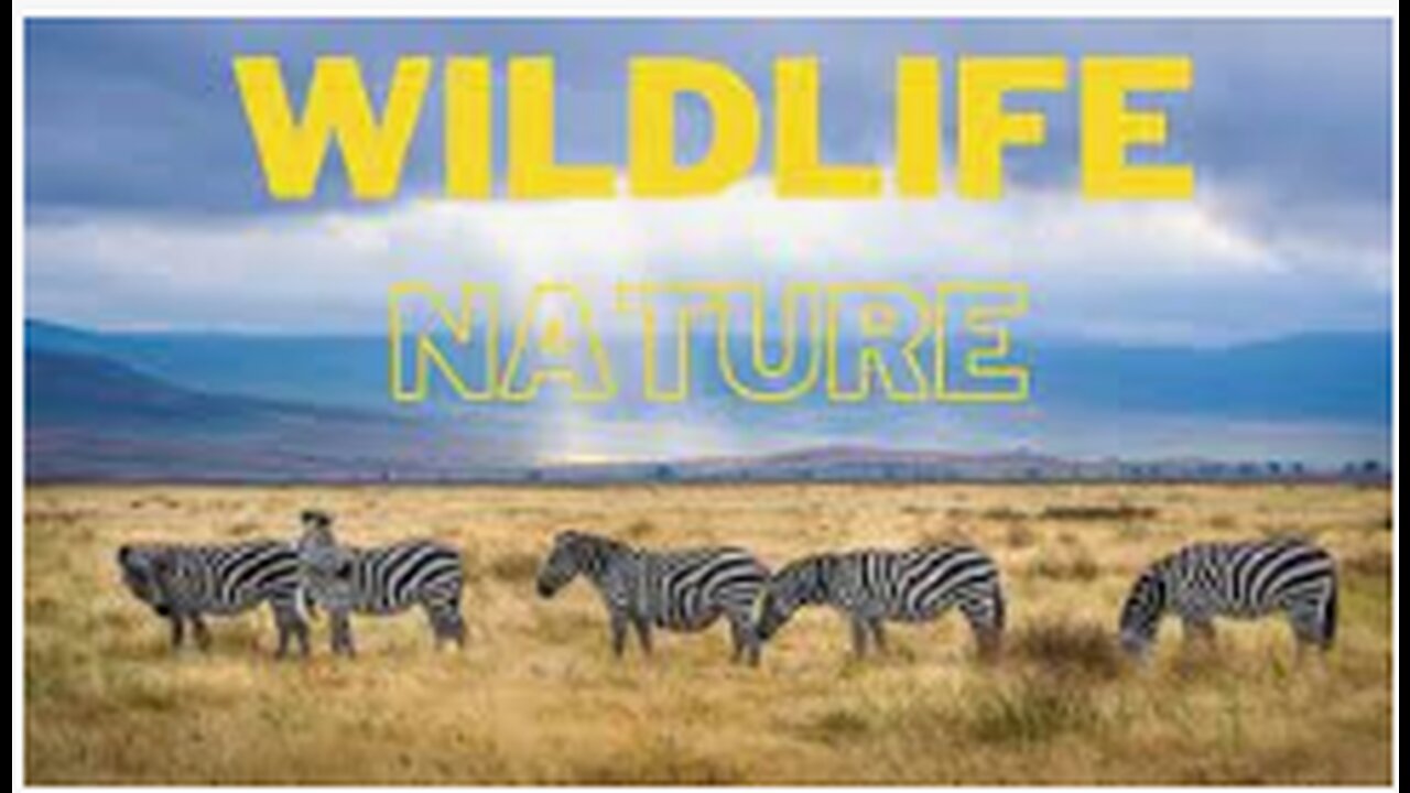 Wildlife Animals in jungle