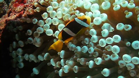 Aquarium fish underwater