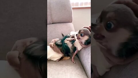 Watch This Adorable Puppy Surprise!