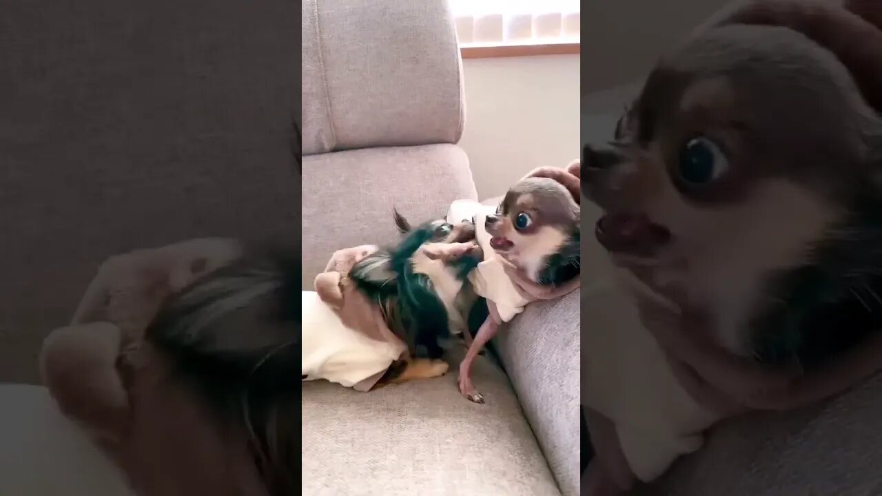 Watch This Adorable Puppy Surprise!