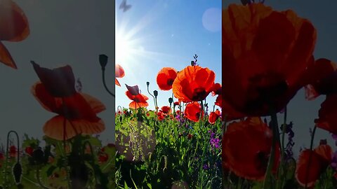 1 Minute Meditation I'M GRATEFUL FOR A NEW DAY #shorts #youtubeshorts #1minutemeditation