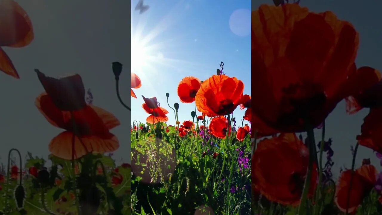 1 Minute Meditation I'M GRATEFUL FOR A NEW DAY #shorts #youtubeshorts #1minutemeditation