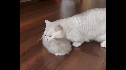 Mother cat with her cute kitten😻🐈‍⬛