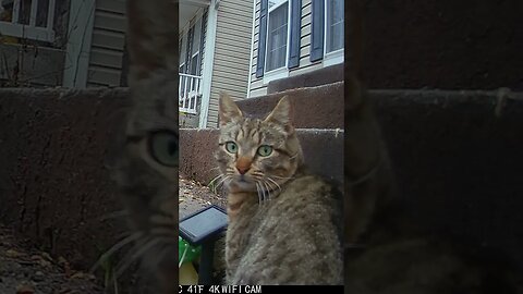 This Tabby cat has a cool Red Nose #Shorts 😺