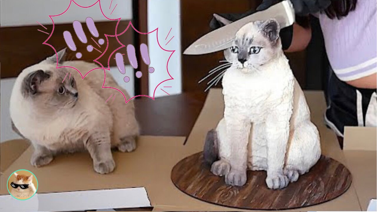 Funny cats, and dogs! 🐱🐶 #tiktok #funny #cat #dog