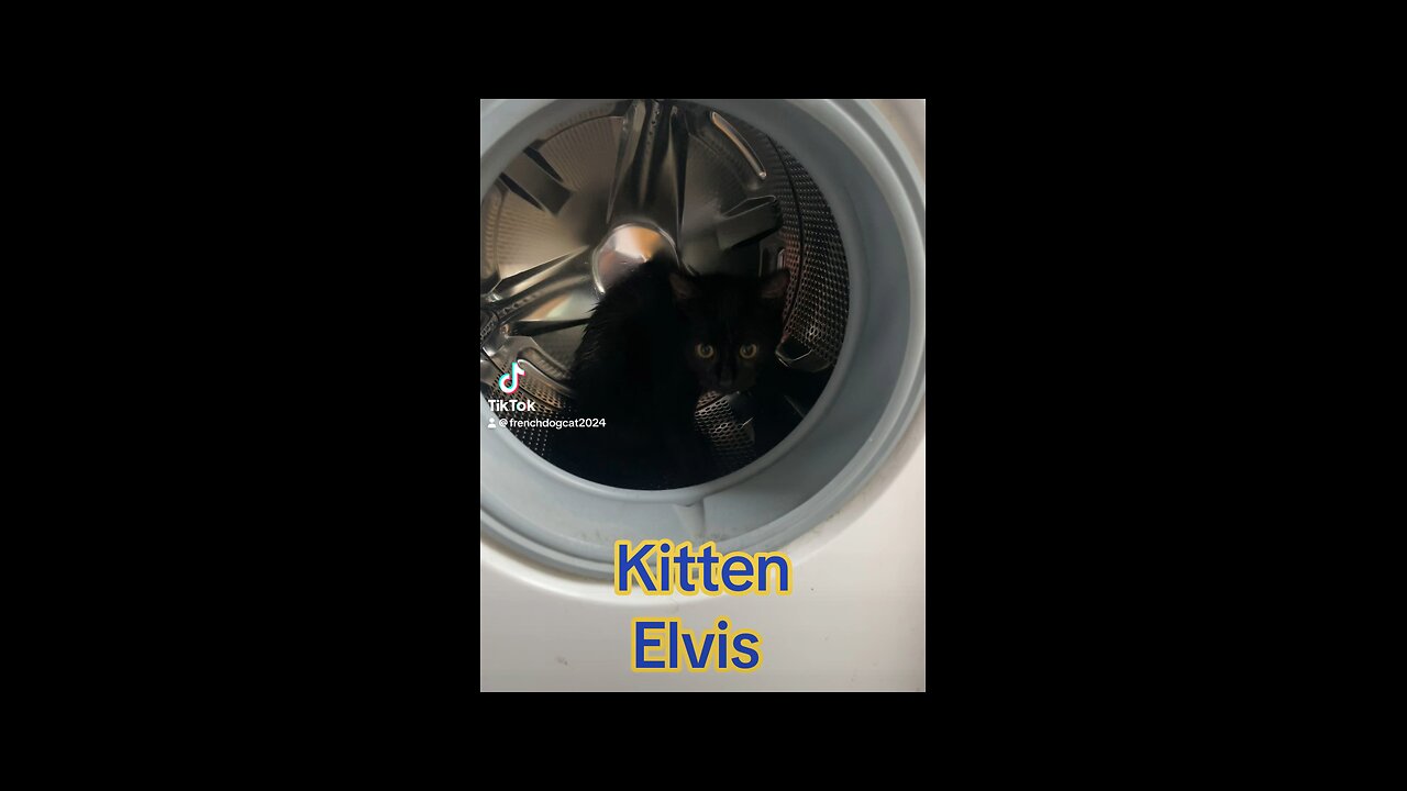 Kitten Elvis washing machine