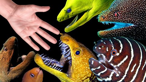 Moray Eel Attacks Diver..A terrifying moment in an otherwise peaceful recreational activity.