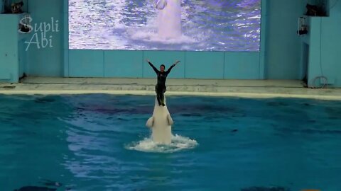 Beluga Whale Show At Yokohama Hakkeijima Sea Paradise
