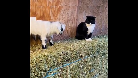 funny animals