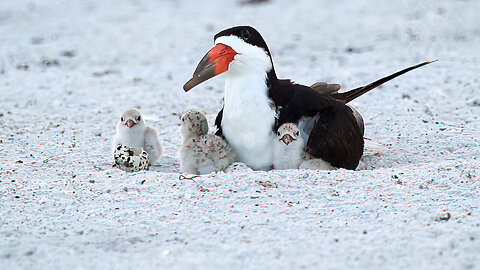 Hatching Black Skimmers at Sunrise Week 1 Part 1
