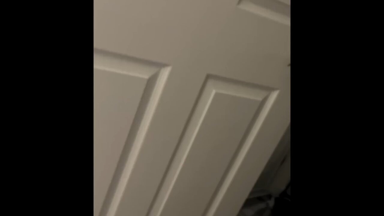 Funny cats videos