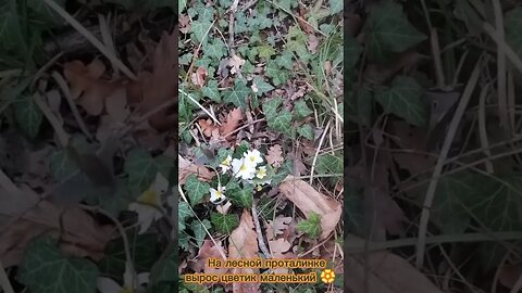 Переезд на Кубань / Переезд на Юг / Недвижимость ст Каневская ул Таманская дом 124 / Природа #Shorts
