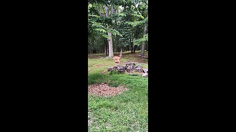mama deer feeds the baby deer