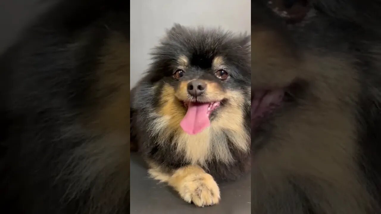 😂 cute dog video 😂, part 123 #shorts