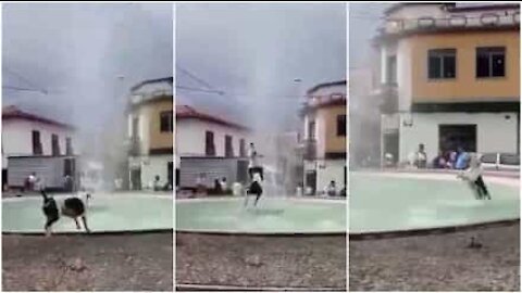 La gioia di un cane: fare il bagno in una fontana!