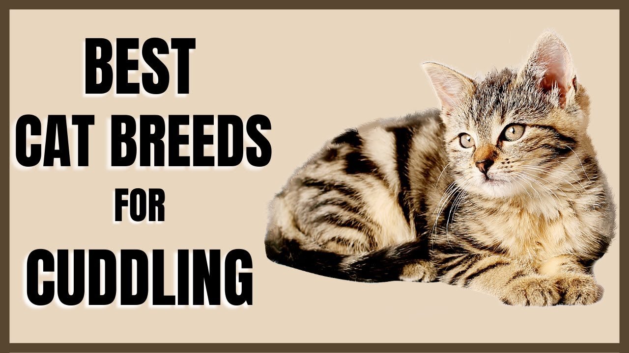 Best Cat Breeds For Cuddling