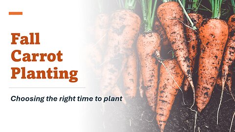 Fall Carrot Planting